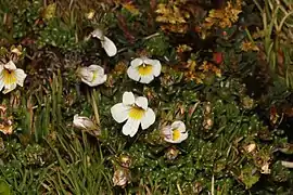 Euphrasia revoluta (Nouvelle-Zélande).