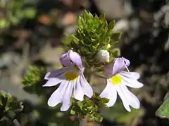 Euphrasia salisburgensis (Espagne).