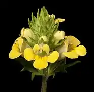 Euphrasia scabra (Australie).