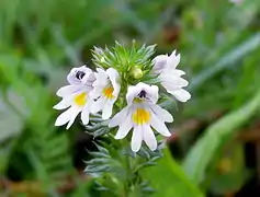 Euphrasia stricta (Norvège).