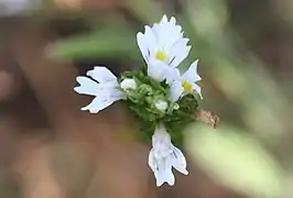 Euphrasia tetraquetra (Pays-Bas).