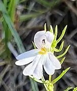 Euphrasia tricuspidata (Alpes).