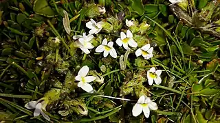 Euphrasia zelandica (Nouvelle-Zélande)