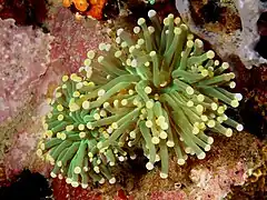 Euphyllia glabrescens