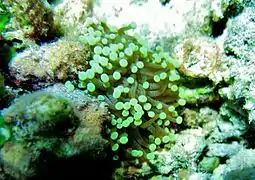 Une colonie de corail-flambeau (Euphyllia glabrescens)