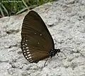 Euploea modesta (Nymphalidés)