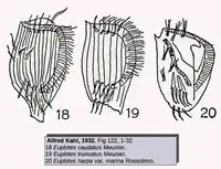 Euplotes caudatusEuplotes truncatusEuplotes harpa var. marina(d’après Kahl 1932)
