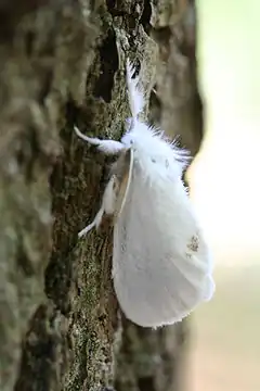 Description de l'image Euproctis similis-02 (xndr).jpg.