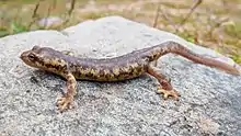 Photo d'un Euprocte corse posé sur un rocher, vu de profil, ressemblant à une salamandre décolorée.