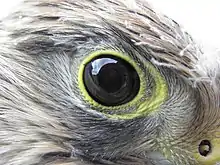 Photo en gros plan de l'œil d'un Faucon crécerelle