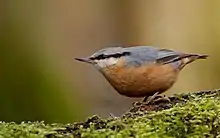 Photo en couleur d'une sittelle, oiseau trapu au ventre orange-chamois et au dos gris-bleu, avec un bec assez long et fort.