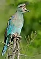 Coracias garrulus semenowi (parc national Kruger, Afrique du sud)