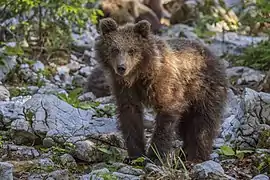 Un ours brun de 14 mois, même endroit. Juin 2022.