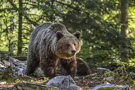 Une femelle Ursus arctos arctos  vers Stari Kot, en Slovénie. Juin 2022.