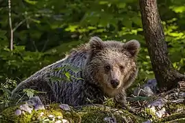 Ursus arctos arctos vers Stari Kot (sl), en Slovénie. Juin 2022.