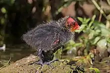 Un petit oiseau qu'on croirait poilu tout gris avec une tête rouge insolente.