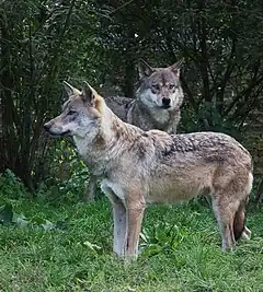 Le loup est de retour de manière permanente sur la commune.