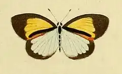 Description de l'image Eurema elathea.JPG.