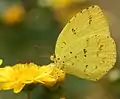 Eurema hecabe