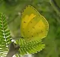 Eurema hecabe