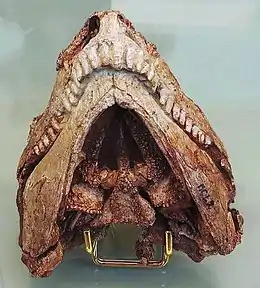 Crâne d’Euromycter rutenus en vue ventrale montrant les nombreuses petites dents ornant les os du palais (le parasphénoïde de forme triangulaire au centre, et les ptérygoïdes très allongées de chaque côté). L’appareil hyoïde n’est pas présent ici car il fut retiré lors du dégagement du palais.