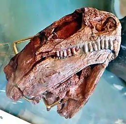Crâne d’Euromycter rutenus en vue latéro-ventrale.