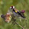 Chardonneret élégant