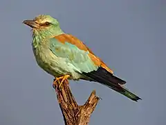 Coracias garrulus