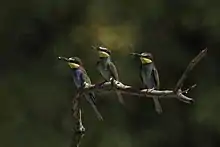 Alignés sur une petite branche, trois guêpiers d'Europe tiennent dans leur bec ce qui a été des libellules.