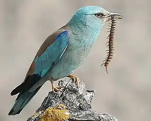 Rollier d'Europe (Coracias garrulus, Coraciidae)