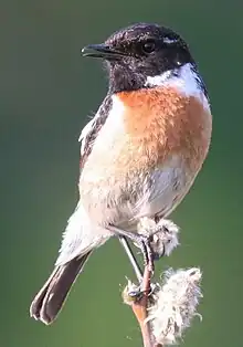 Photographie d'un petit oiseau à la tête noire et à la poitrine rouge et blanche.