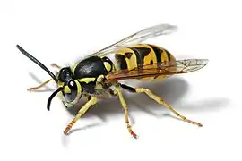 Vespula germanica (Hymenoptera).