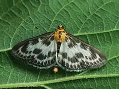 Pyraustinae : Anania hortulata, la Pyrale de l'ortie