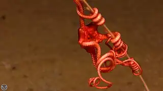 Une ophiure euryalide observée par Okeanos en 2010 en Indonésie.