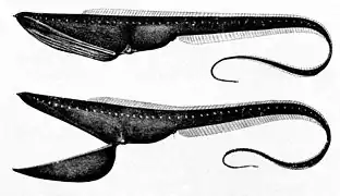 Dessin d'Eurypharynx pelecanoides, 1896.