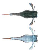 Eurypterus sp. (vue dorsale et ventrale)