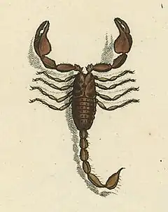 Description de l'image Euscorpius germanus.jpg.