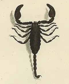Description de l'image Euscorpius italicus 1800.jpg.
