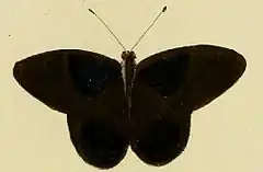 Description de l'image Euselasia orfita.JPG.