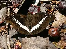 Euthalia teuta gupta (Nymphalidae)