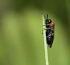 Description de cette image, également commentée ci-après