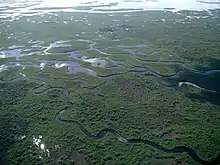 Photographie aérienne des Everglades.