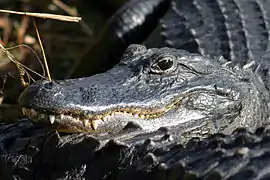 Alligator d'Amérique