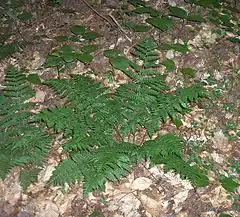 Description de l'image Evergreen-Wood-Fern-cluster (2997699370).jpg.