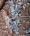 Lichen du genre Evernia sur les monts Zlatibor