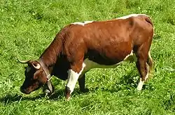 photo couleur d'une vache pie. Elle est rouge avec le ventre, les pattes, la ligner dorsale et une étoile blanc. Les cornes courtes sont en croissant. La vache est musclée et trapue.