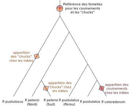 Arbre phylogénétique montrant les relations entre des espèces du genre Physalaemus, et l'apparition supposée de deux types de cris mâles, les couinements et les chuks et de la préférence des femelles pour ces cris. Physalaemus pustulatus du Pérou est le groupe frère du groupe d'espèces Physalaemus pustulatus et Physalaemus coloradorum. Le groupe ainsi constitué a pour groupe frère l'espèce Physalaemus petersi, possédant deux populations distinctes, du nord ou du sud. L'espèce Physalaemus pustulosus est placée à la base de toutes les autres. La préférence des femelles est apparue avant la divergence entre toutes les espèces présentées. Les chucks sont apparus deux fois indépendamment chez les mâles, une chez Physalaemus pustulosus, l'autre chez Physalaemus petersi du sud. Les couinements sont apparus une fois chez Physalaemus coloradorum.