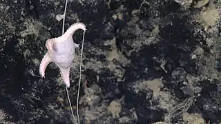 Evoplosoma nizinskiae en train de se nourrir d'une colonie de corail abyssal.