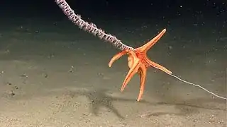 Evoplosoma watlingi en train de se nourrir d'une colonie de corail abyssal.