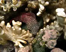 Une blennie léopard (Exallias brevis) dans un corail Millepora